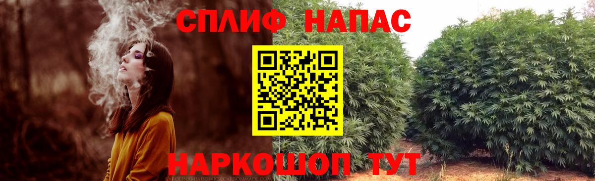 Конопля гибрид Тихвин